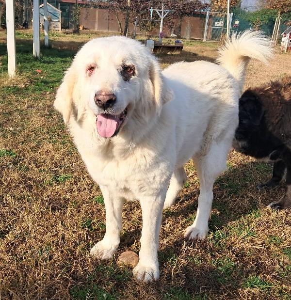 VITA, cagnolona dolcissima in cerca di una bella famiglia Foto 8